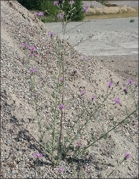 A knapweed plant growing out of a gravel pile