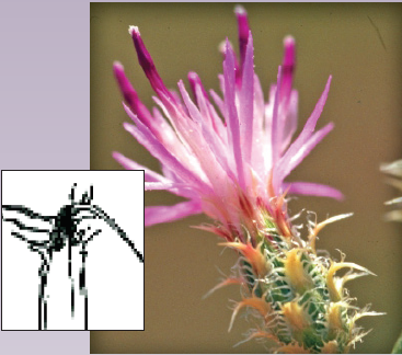 A close-up of a squarrose knapweed flower head along with a black and white botanical drawing