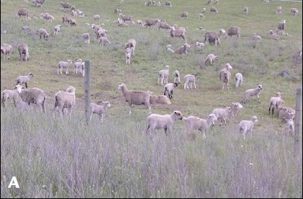 A herd of sheep grazing in a field of knapweed