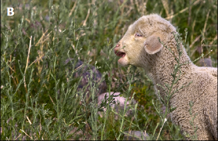 A close-up of a lamb in the field eating knapweed stems