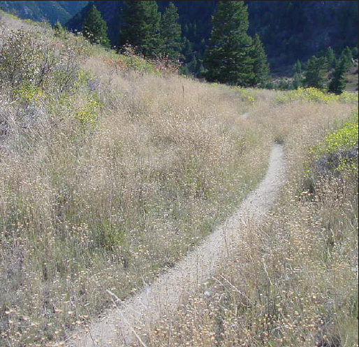 A trail along Bear Trap Canyon displaying a heavy knapweed infestation