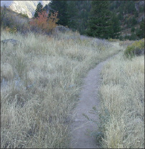 The same trial in Bear Trap Canyon after treatment. No knapweed is visible