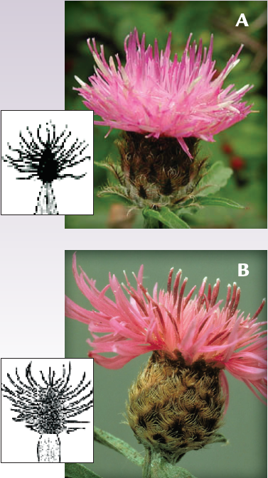 Top: A close-up of a black knapweed flower head. Bottom: A close-up of a meadow knapweed flower head along with a black and white botanical drawing for each