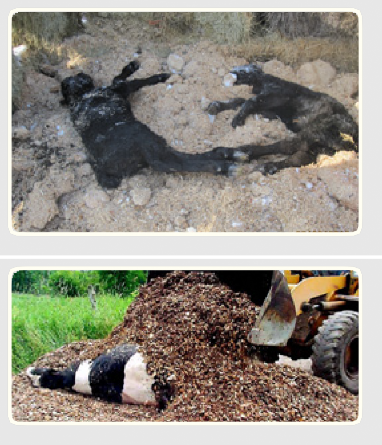 Two images that show deceased cattle being composted 