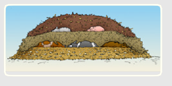 A color hand drawn picture of several animals layered in a compost pile