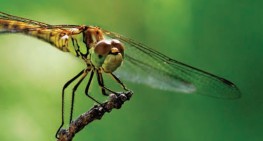 A dragonfly up close