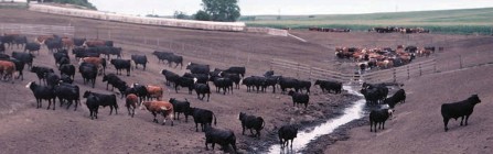 A herd of cattle near a stream