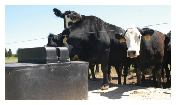 Black and white cattle at a water trough