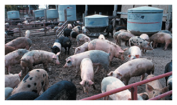 A group of pigs in their pen