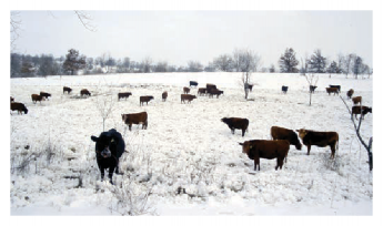 Cattle in a snowy field