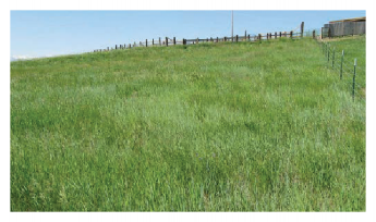 A green grassy field