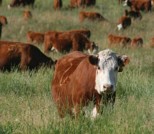 A brown and white cattle in the field