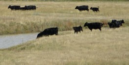 A herd of black cattle in the field