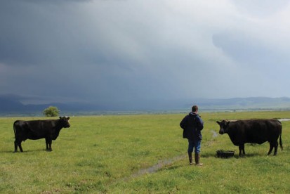 A farmer standing with two black cattle in the field