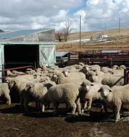A herd of sheep in their pen