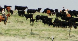 A herd of cows being driven by cowboys
