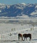 Two horses in a snowy field