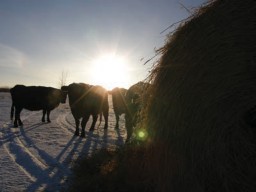 A group of cows silhouetted in a snowy field