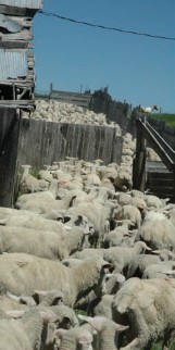 A group of sheep being herded into their pen