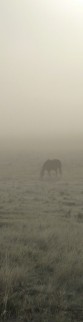 A horse eating some grass in a misty field