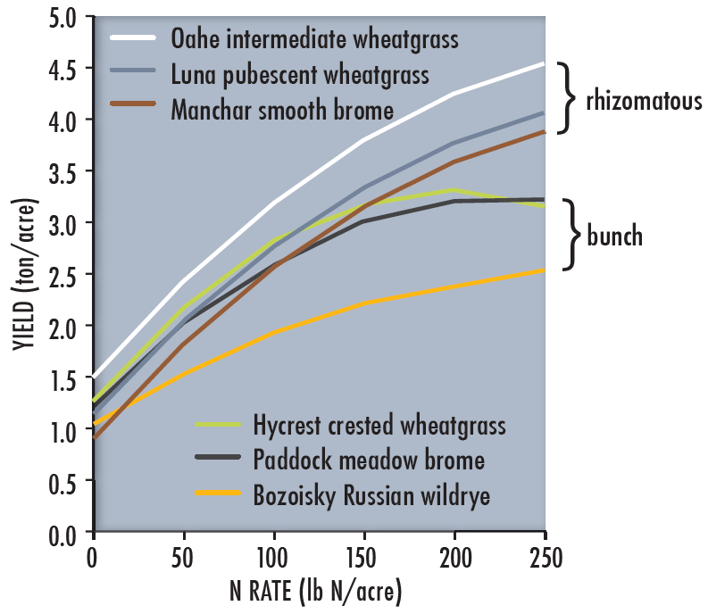 Line graph demonstrating that rhizomatous (sod-forming) grasses yielded more in response to increased N rates than bunchgrasses