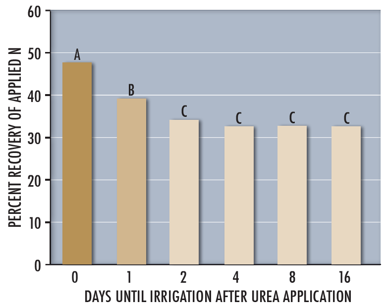 Bar graph demonstrating that immediate application of 0.8-inch water after fertilization results in higher N-recovery in bromegrass than when applied 2 days later