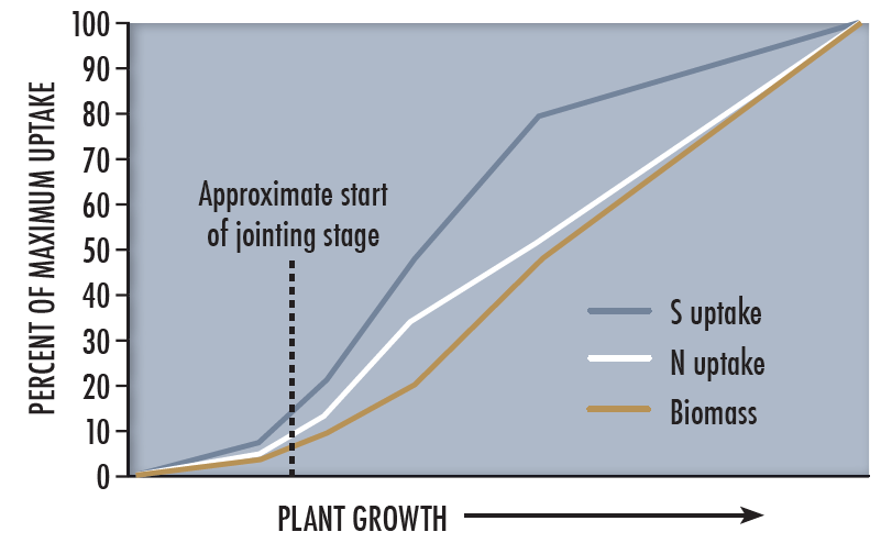 Line graph showing a sharp increase in plant growth past the approximate start of jointing stage