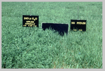Two stands in a field are shown. The stand on the left has a sign that shows that potassium has been applied, and there is a mix of alfafa and grasses. The stand on the right has a sign labelled no potash and there are only grasses growing