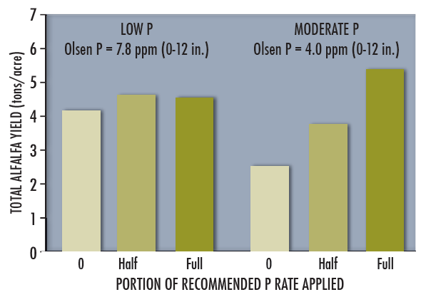 A bar graph demonstrating that in a low phosphorus setting, portion of recommended phosphorus applied didn't have as much of an affect on alfalfa yield as compared to a moderate phosphorus setting. In the moderate setting, alfalfa yield increased with the portion of recommended phosphorus applied