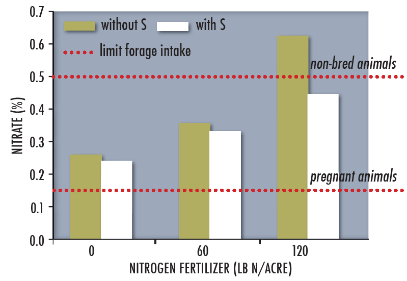 Bar graph demonstrating that at high N rates, adding 20 lb S/acre kept Haybet barley forage nitrate to levels below those toxic to non-pregnant livestock