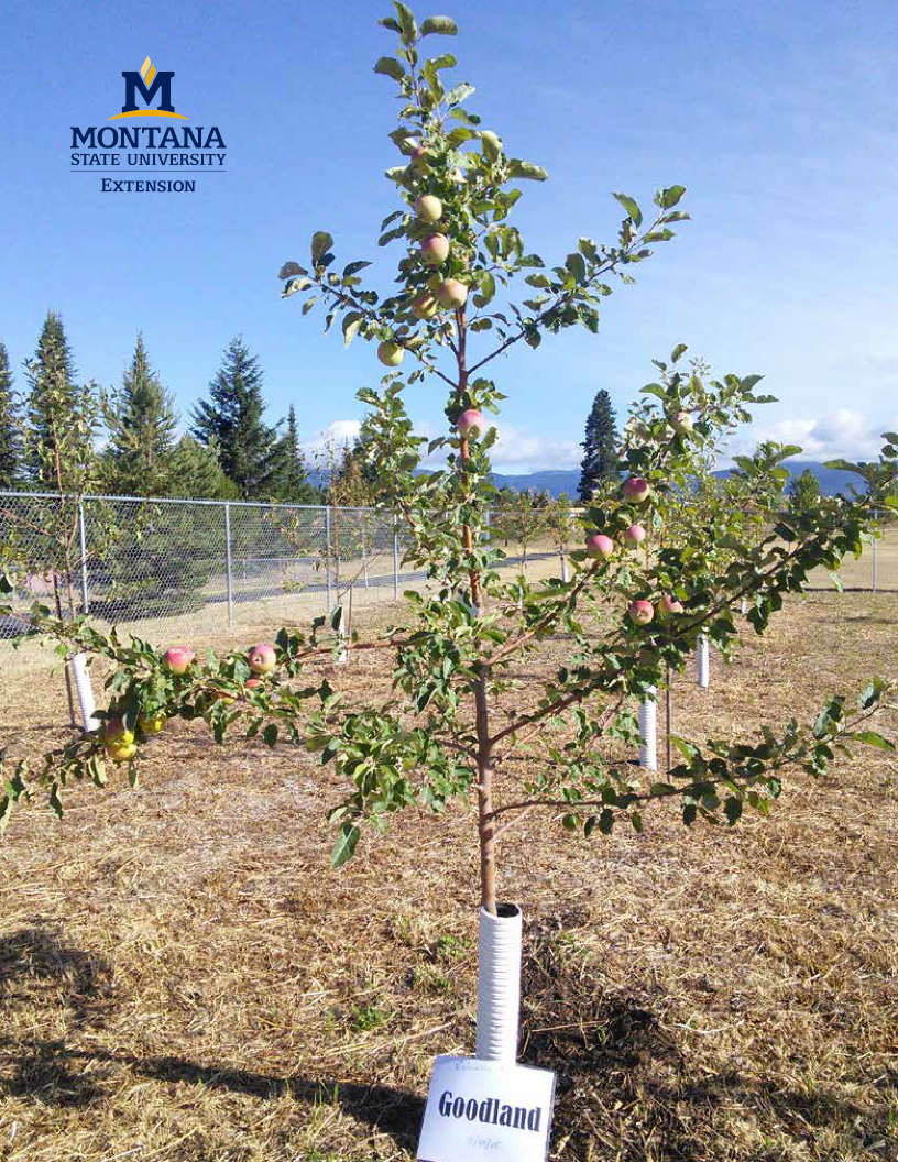 An apple tree in an orchard on a clear summer day with the MSU Extension logo in blue and gold in the upper left corner