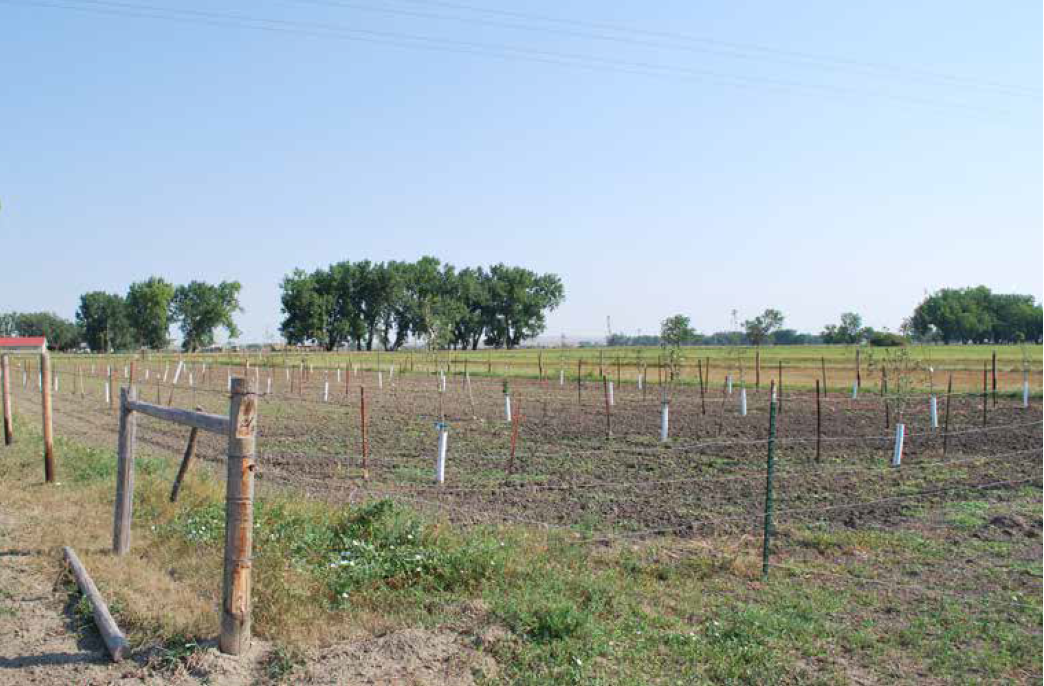 A research orchard with young fruit trees in Valley County