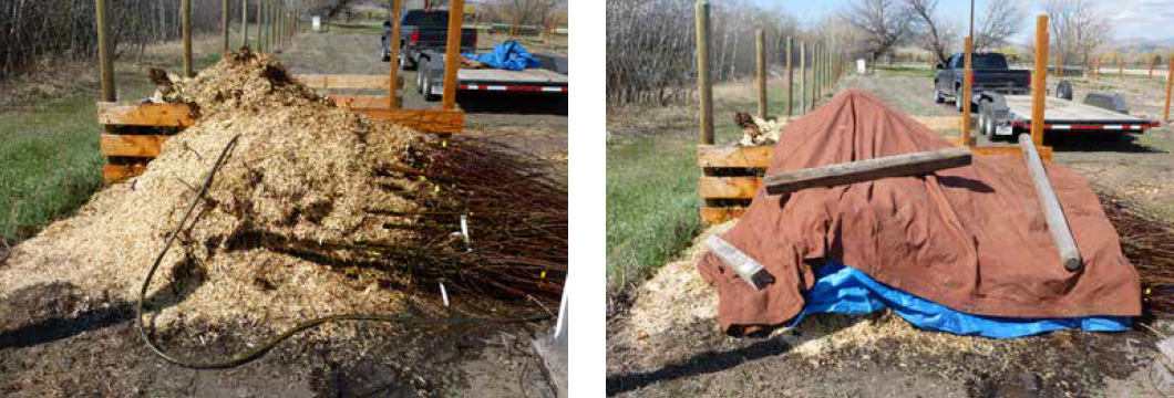 Left: a pile of trees and mulch. Right: The same pile is covered with a tarp and has heavy wood pieces weighing it down