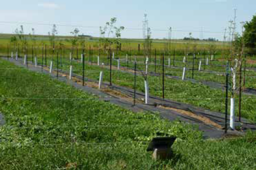 An orchard of young fruit trees