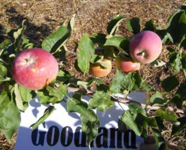 Harvested apples from the Goodland variety apple tree