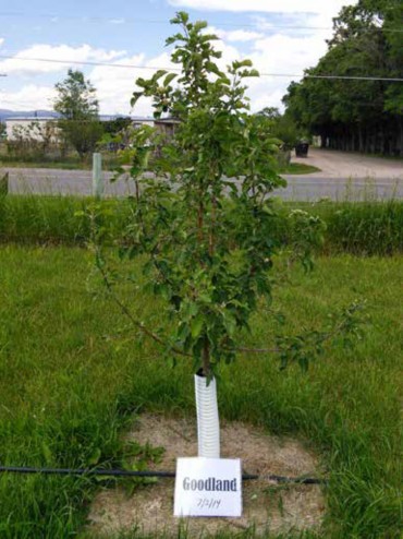 A healthy looking apple tree with a varietal label that reads 