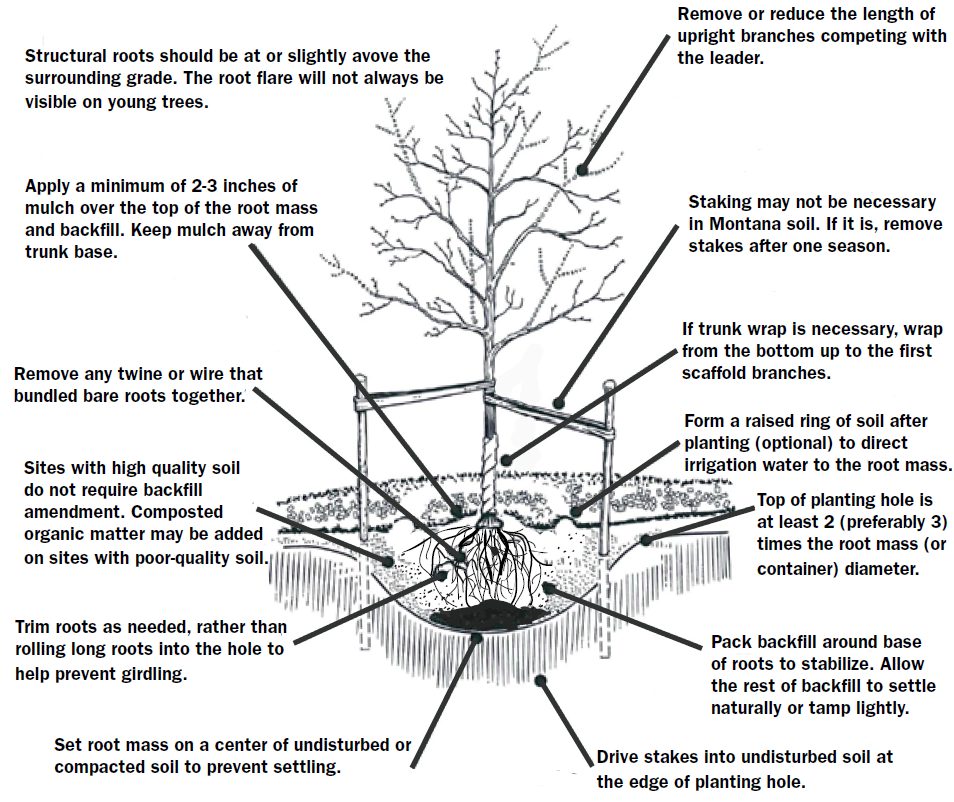 A tree planting diagram