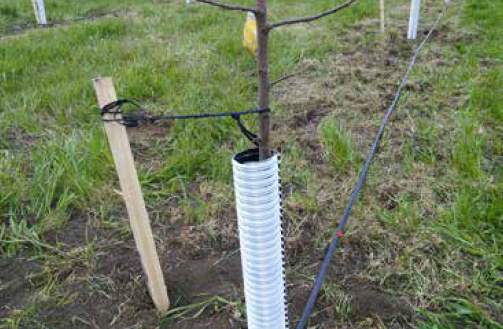 A sapling in an orchard has a white tree guard and is tied to a post to remain straight