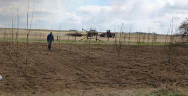 An orchard is set up with a drip irrigation system 