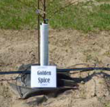 A drip emitter coming from spaghetti tubing feeding water into a sapling labelled 