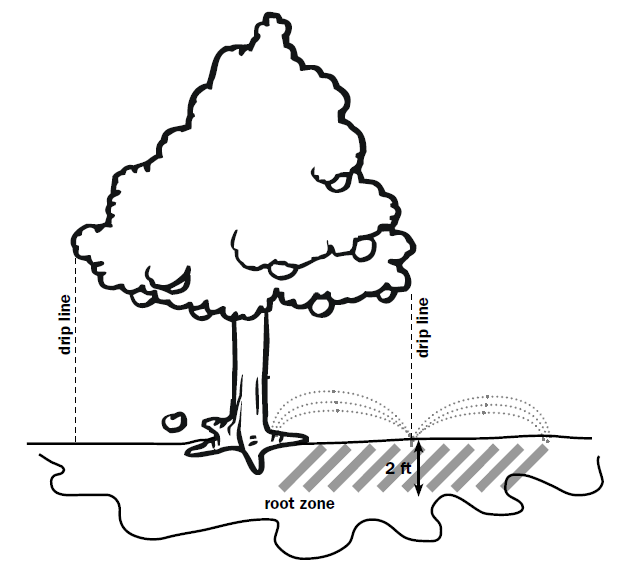 A black and white hand drawn image displaying the drip line on the edge of the tree canopy and the root zone beneath
