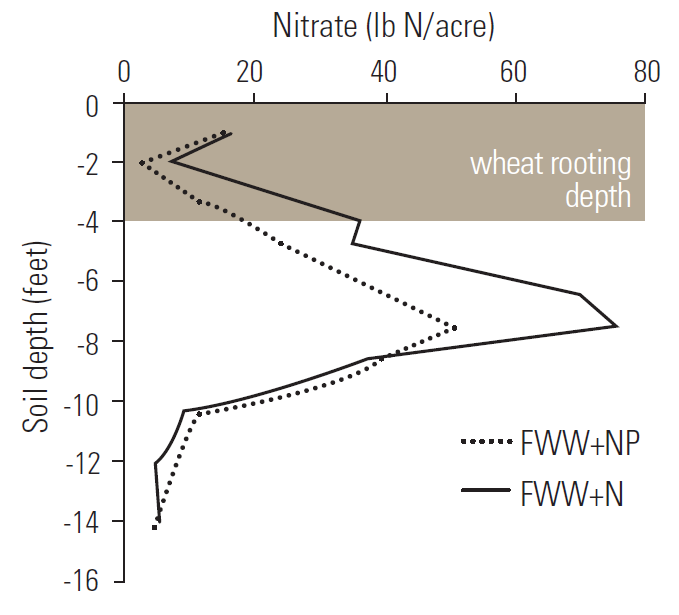 Line graph demonstrating Soil nitrate after 37 years of fallow-wheat-wheat with only N or both P and N supplied based on soil test recommendations