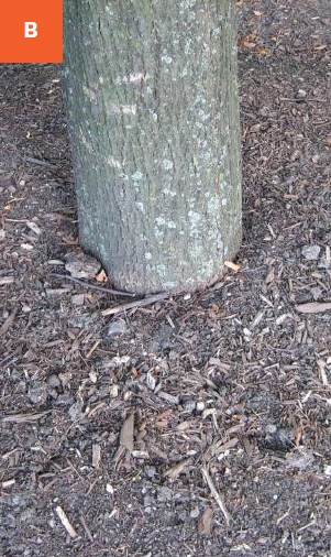 A tree trunk that is planted in so deep that it does not widen before entering the soil.