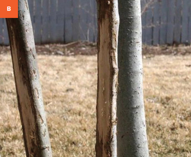Three tree trunks with bark missing from two of them in an urban landscape.