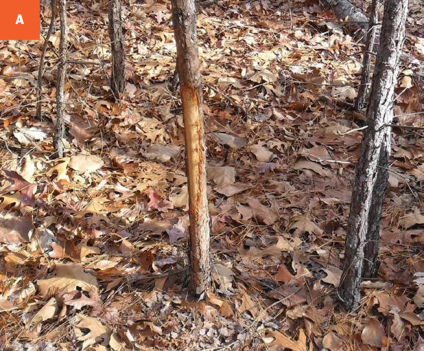 Tree trunks missing bark in a hardwood forest. Leaf litter covers the ground.