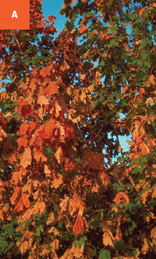 A broadleaf tree with bright orange leaves along with green leaves.