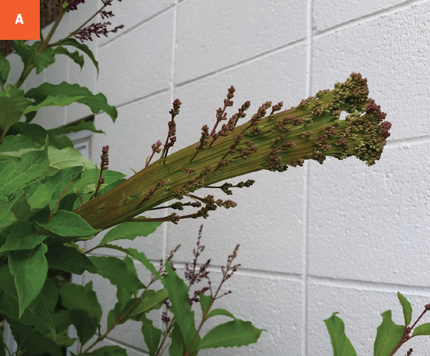 Photo of a flattened lilac stem.