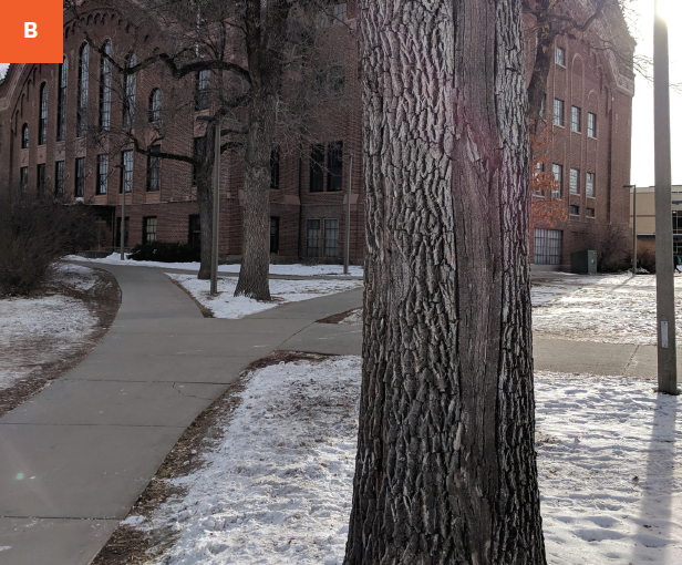 A photo of a tree trunk with a wound on one side of the trunk. A large building and sidewalks are near it.