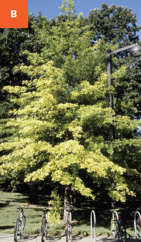 A tree with yellow leaves while others in the background are dark green