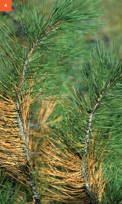 Close-up of pine needles on a limb where 2/5 are brown near the interior while the ends are green.